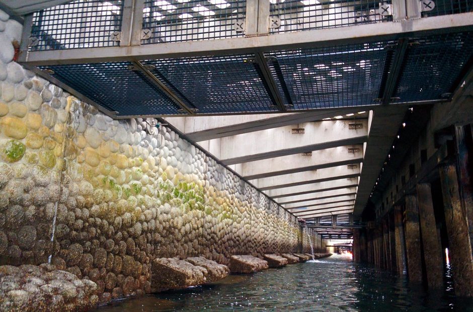 A view of the new seawall being installed on the Seattle waterfront. It's designed to help juvenile salmon. CREDIT: EILIS O'NEILL/KUOW