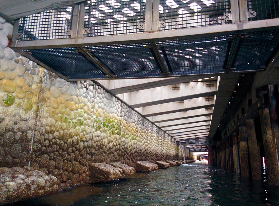A view of the new seawall being installed on the Seattle waterfront. It's designed to help juvenile salmon. CREDIT: EILIS O'NEILL/KUOW