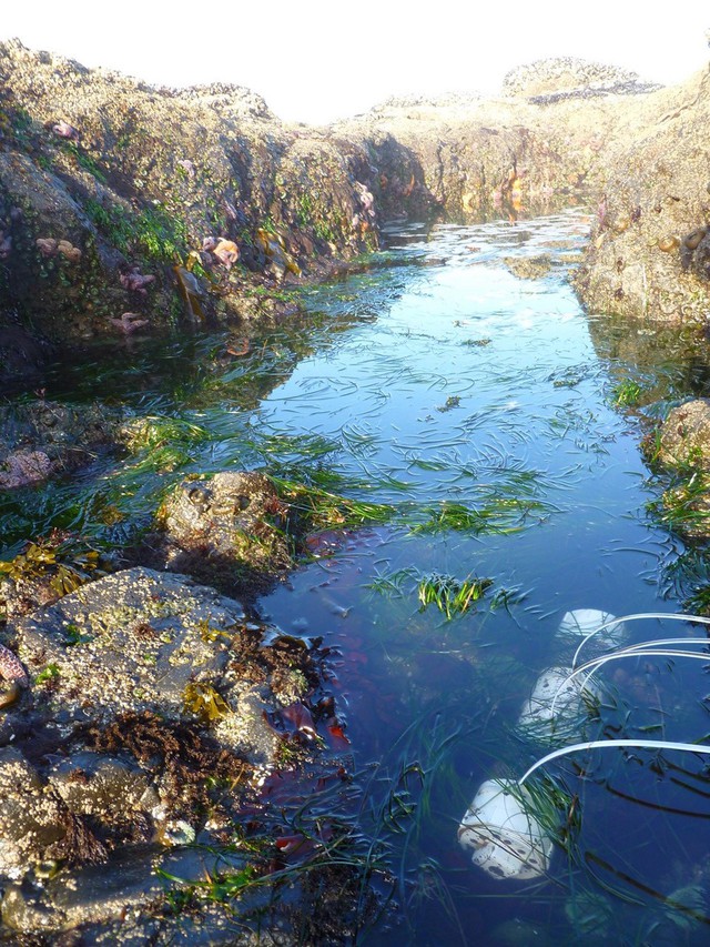 Ocean acidification sensors in rock pools. CREDIT: OREGON STATE UNIVERSITY