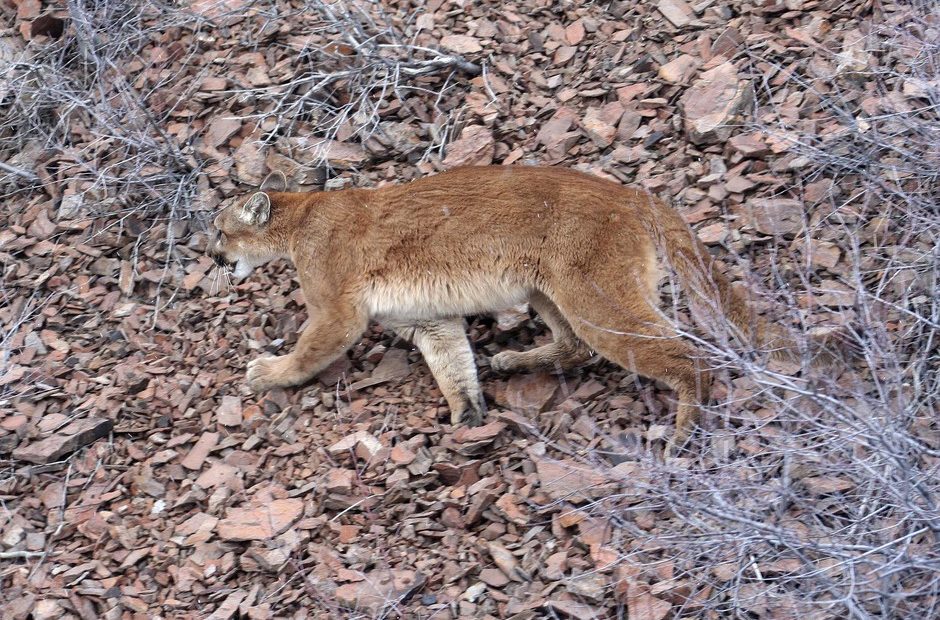 This March 8, 2006, file photo provided by the Oregon Department of Fish and Wildlife shows a cougar in the Beulah Wildlife Management Unit in Oregon's Malheur County. Oregon authorities say a dead hiker whose body was recovered this week was likely killed by a cougar, marking the first verified fatal attack by a wild cougar in the state and the second in the Pacific Northwest in 2018. CREDIT: BRIAN WOLFER/ODFW/AP