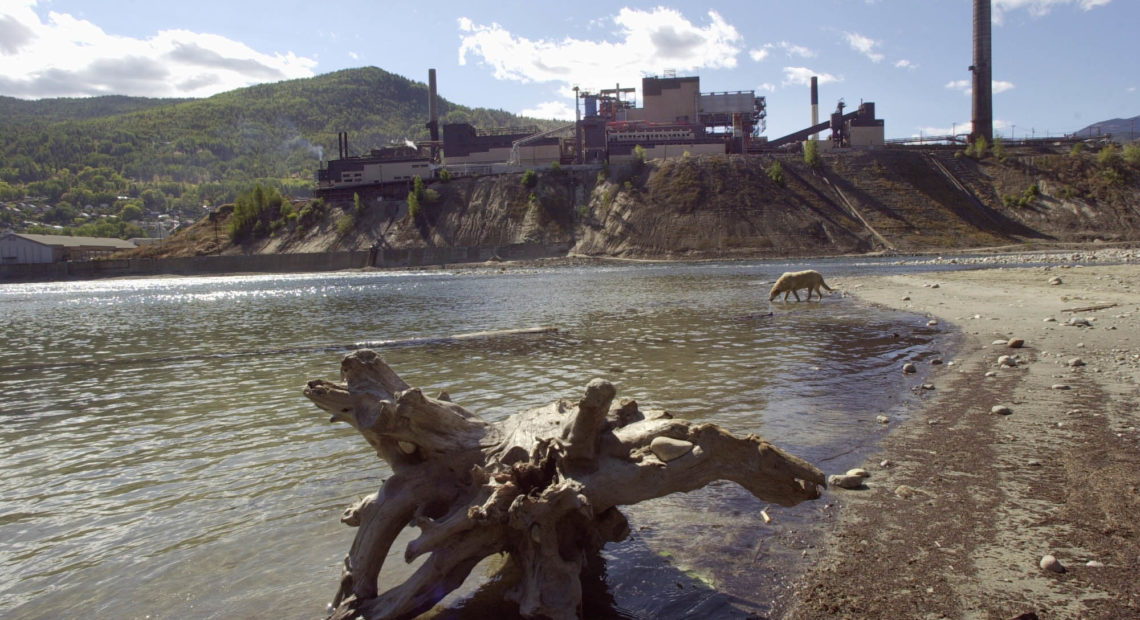 In this 2002 photo, a dog drinks from the Columbia River in the shadow of Teck Cominco smelter, six miles north of the Canadian border at Trail, British Columbia. CREDIT: CHERYL HATCH/AP