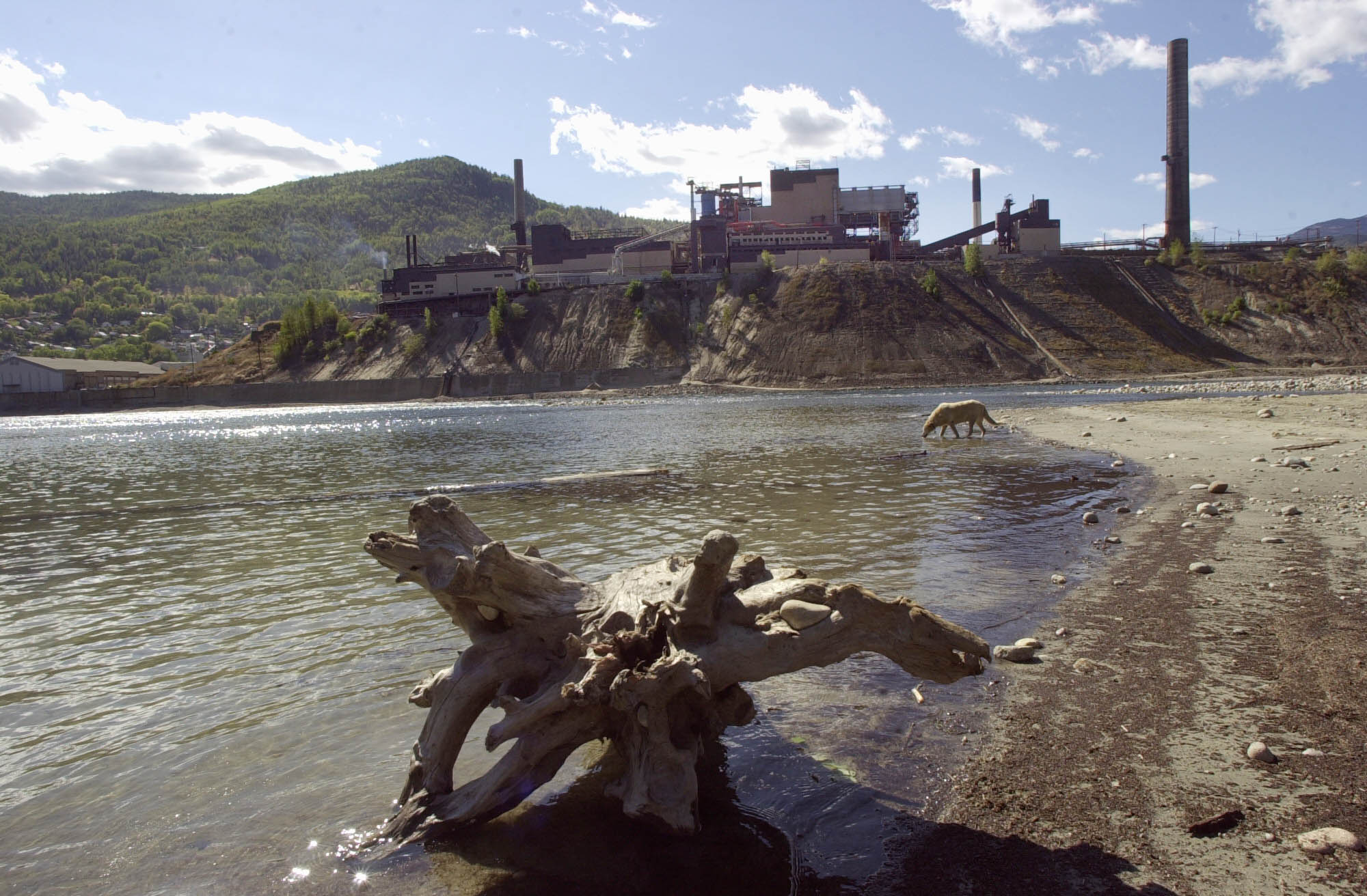 In this 2002 photo, a dog drinks from the Columbia River in the shadow of Teck Cominco smelter, six miles north of the Canadian border at Trail, British Columbia. CREDIT: CHERYL HATCH/AP
