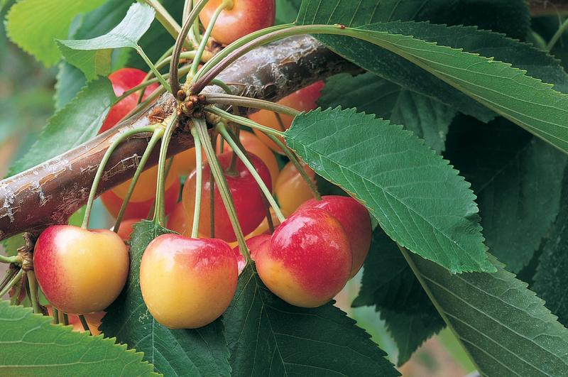 File photo of cherries - Northwest Cherry Growers