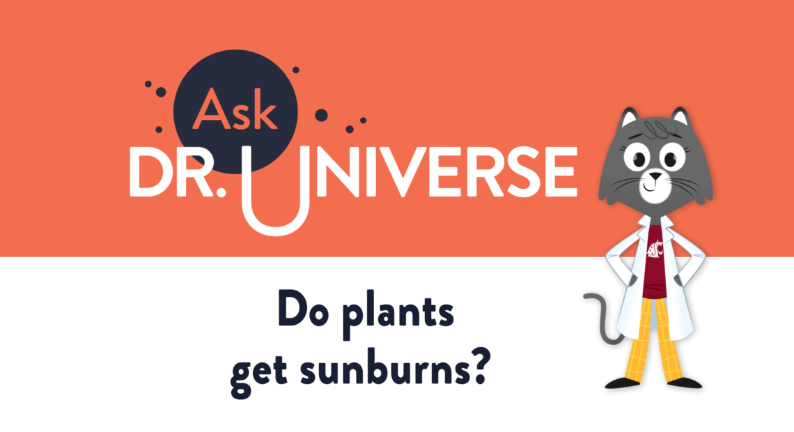 Do plants get sunburns? - Full Screen
