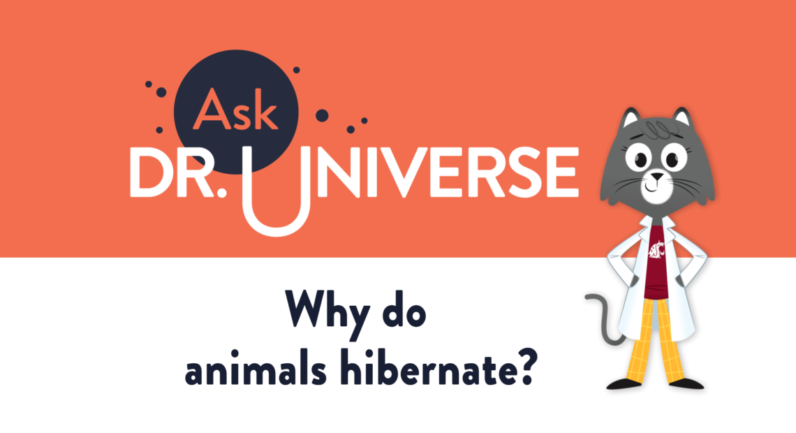 Why do animals hibernate? - Full Screen