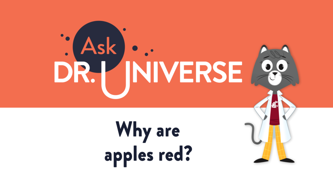 Why are apples red? - Full Screen