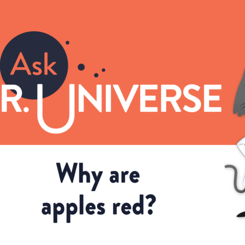 Why are apples red? - Full Screen