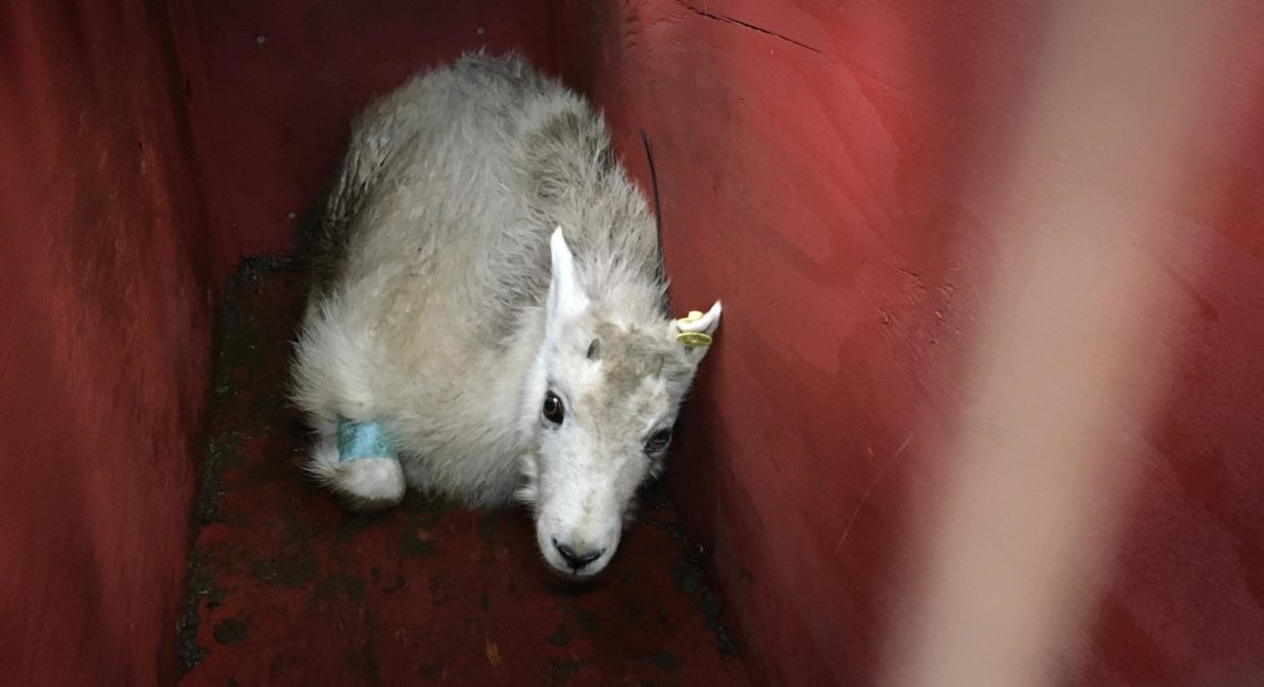 A young male mountain goat rested in its crate shortly before release Wednesday. CREDIT: TOM BANSE / NW NEWS NETWORK