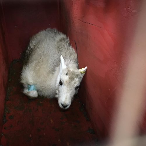 A young male mountain goat rested in its crate shortly before release Wednesday. CREDIT: TOM BANSE / NW NEWS NETWORK