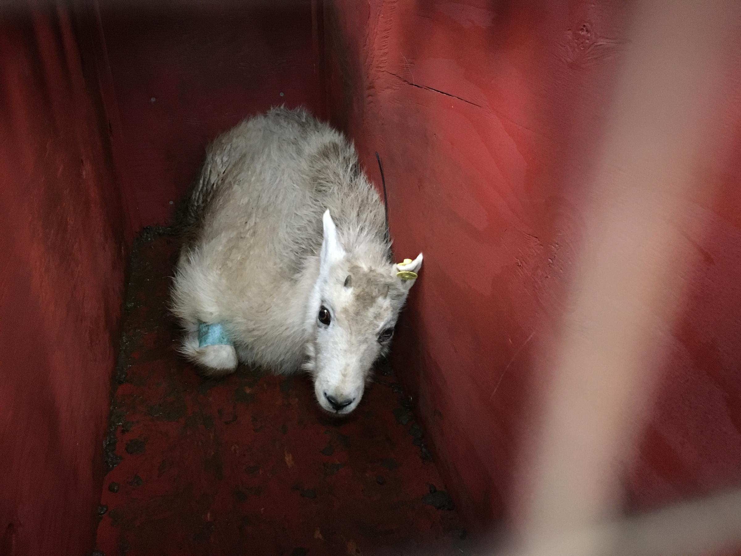 A young male mountain goat rested in its crate shortly before release Wednesday. CREDIT: TOM BANSE / NW NEWS NETWORK