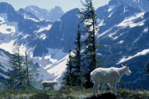 Mountain goats beside the Easy Pass trail in North Cascades National Park. CREDIT: NPS