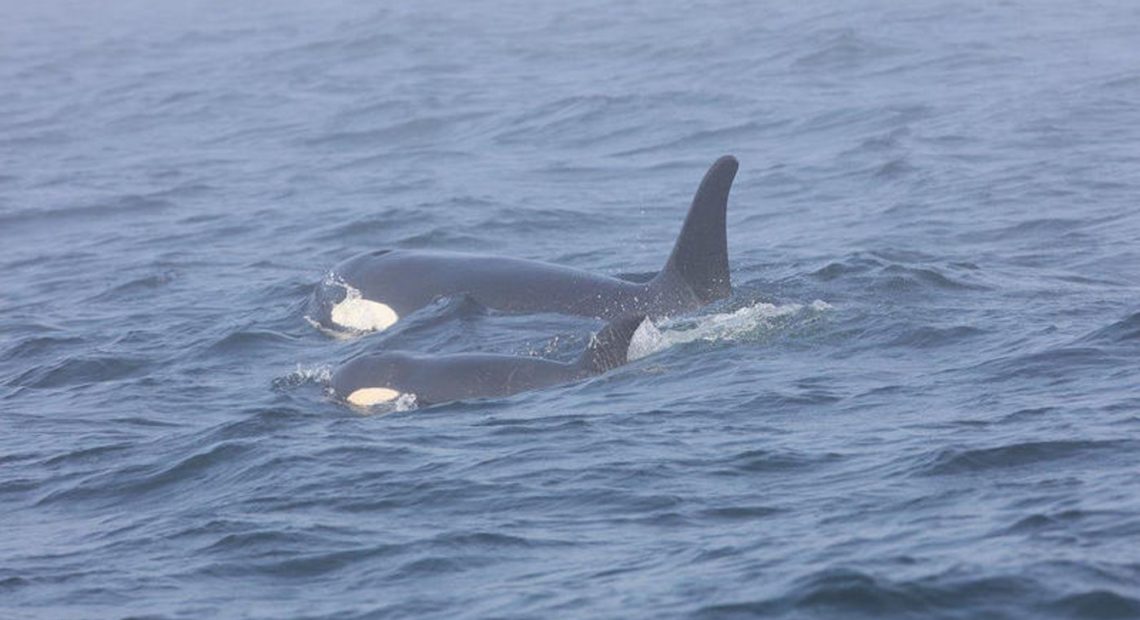 Southern Resident killer whale J50 and her mother, J16, off the west coast of Vancouver Island near Port Renfrew, B.C., on August 7. CREDIT: BRIAN GISBORNE, FISHERIES AND OCEANS CANADA