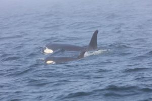 Southern Resident killer whale J50 and her mother, J16, off the west coast of Vancouver Island near Port Renfrew, B.C., on August 7. CREDIT: BRIAN GISBORNE, FISHERIES AND OCEANS CANADA