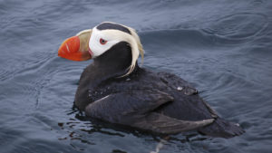 A tufted puffin on Prince William Sound, Alaska. U.S. Geological Survey experts found the seabird population density declined 2 percent annually from 1975 to 2012 in the northeast North Pacific. CREDIT: David Irons/U.S. Fish and Wildlife Service, via AP