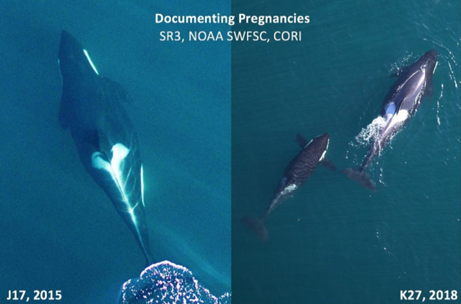 Drone photography reveals the bulging midriffs of pregnant orcas in 2015 and 2018. NOAA/SWFSC