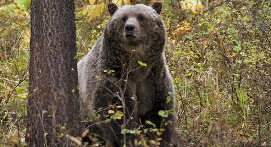 A sow grizzly bear spotted near Camas in northwestern Montana. Wildlife officials endorsed a plan in August to keep northwestern Montana's grizzly population at roughly 1,000 bears as the state seeks to bolster its case that lifting federal protections will not lead to the bruins' demise. CREDIT: MONTANA FISH AND WILDLIFE AND PARK