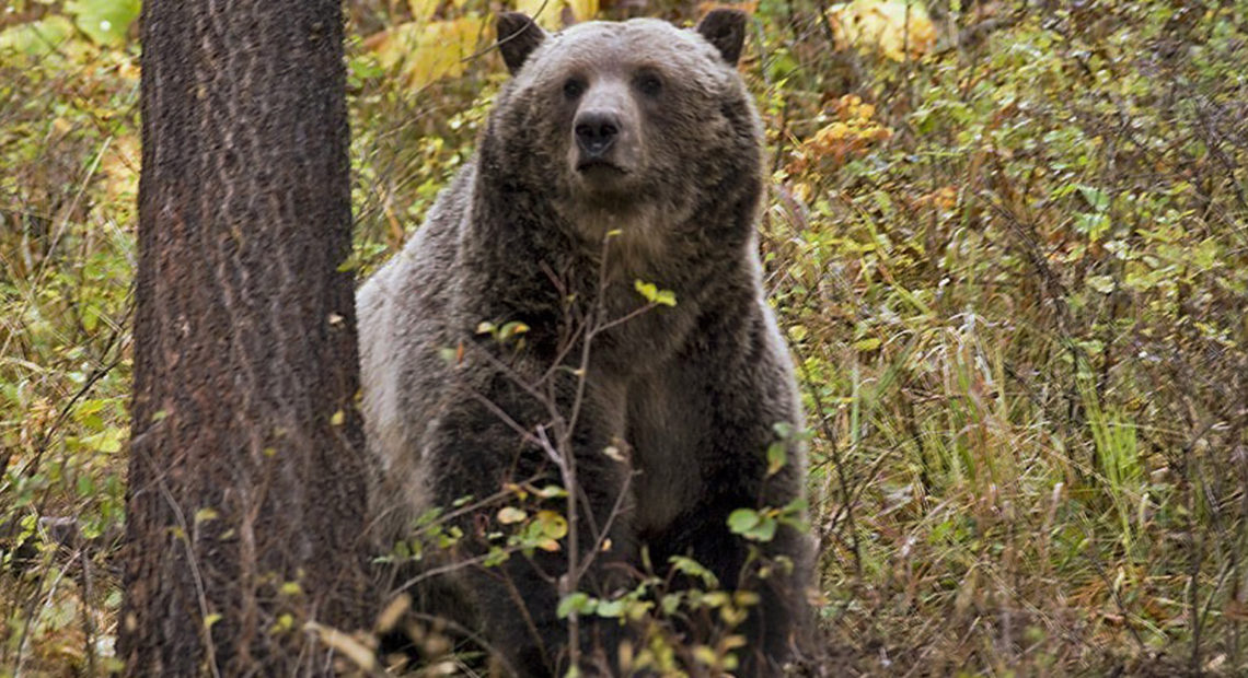 Hunters report concerning uptick in grizzly bear sightings: 'Something  pretty big is going on and we don't know why