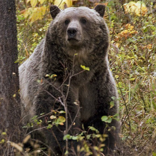 A sow grizzly bear spotted near Camas in northwestern Montana. Wildlife officials endorsed a plan in August to keep northwestern Montana's grizzly population at roughly 1,000 bears as the state seeks to bolster its case that lifting federal protections will not lead to the bruins' demise. CREDIT: MONTANA FISH AND WILDLIFE AND PARK