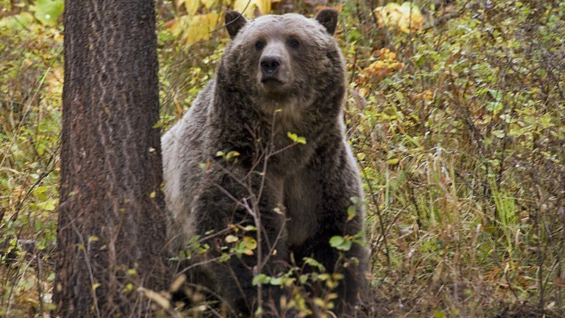 grizzly bear habitat for kids