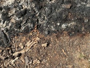 A section of the Lions Fire creeps through the duff on the forest floor, consuming pine needles and downed vegetation. CREDIT: NATHAN ROTT