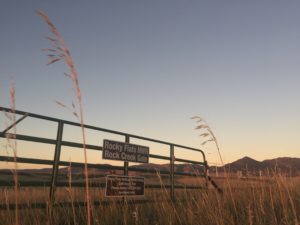 The U.S. Fish and Wildlife Service says Rocky Flats hosts 239 migratory and resident species from Falcons and Elk to the threatened Preble's meadow jumping mouse. CREDIT: DAN BOYCE/NPR