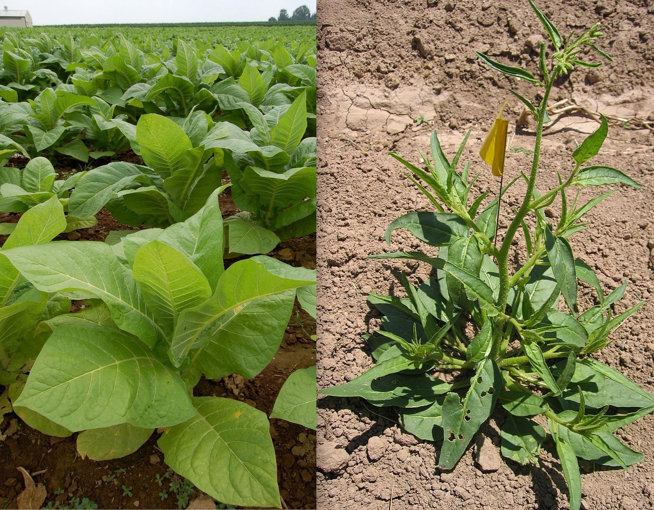 Commercially-grown tobacco (left) looks very different from the wild variety found in parts of the American West. CREDIT LEFT: DEREK RAMSEY RIGHT: KGROTEN