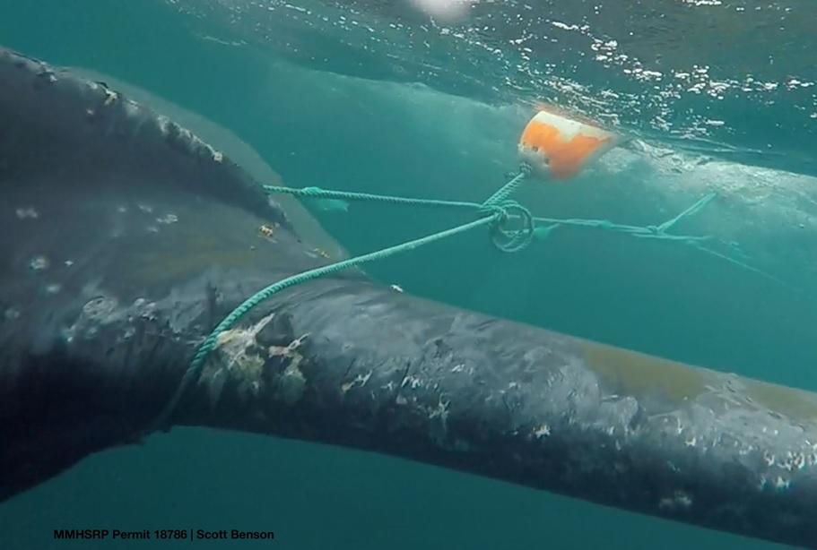 Responders cut Dungeness crab fishing gear off this humpback whale in Monterey Bay in 2016. SCOTT BENSON / NOAA FISHERIES