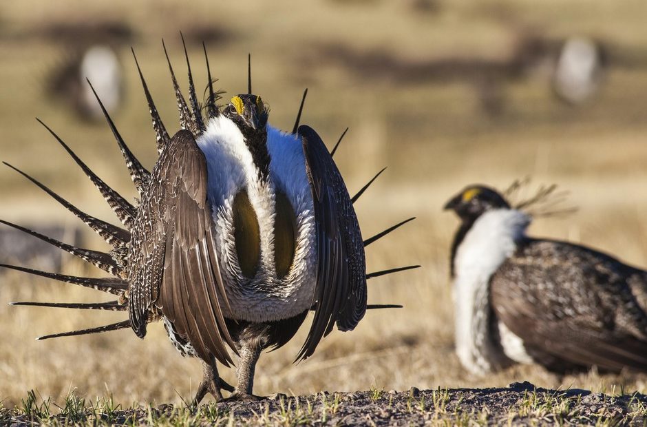 A male greater sage grouse struts its stuff on Bureau of Land Management land in this April 21, 2012, photo. Bureau of Land Management