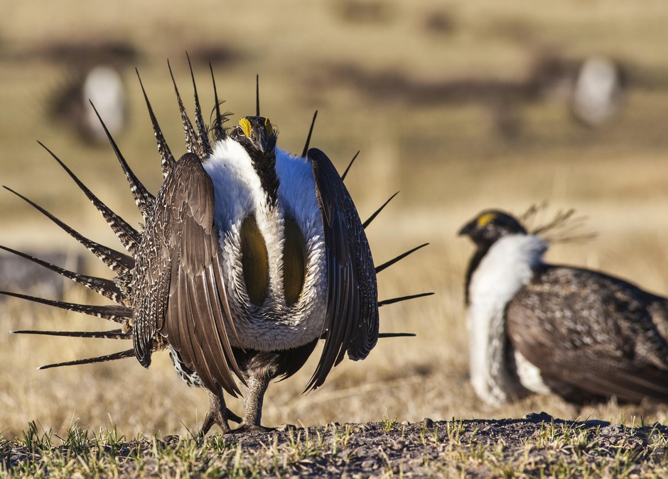 A male greater sage grouse struts its stuff on Bureau of Land Management land in this April 21, 2012, photo. Bureau of Land Management