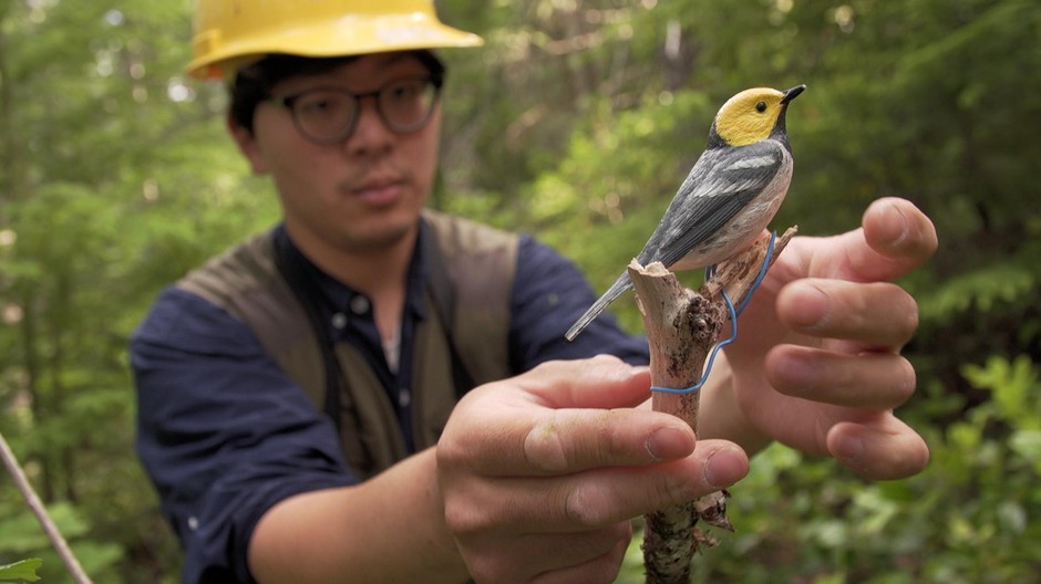 OSU PhD student Hankyu Kim set a decoy designed to trigger the territorial instinct of hermit warblers. The small songbirds will be caught, tagged and released so their movements can be tracked. CREDIT: GREG DAVIS