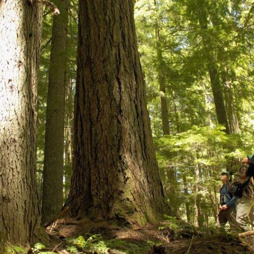 OSU scientists detect a tagged hermit warbler in the canopy of an old growth grove in the Oregon Cascades. Learning how the small song birds travel over the course of a day could provide insight into why bird populations are doing well in old growth forests while declining in other warming landscapes of the Pacific Northwest. CREDIT: GREG DAVIS