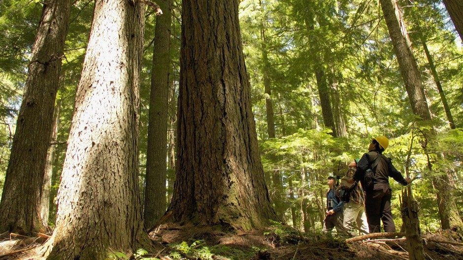 OSU scientists detect a tagged hermit warbler in the canopy of an old growth grove in the Oregon Cascades. Learning how the small song birds travel over the course of a day could provide insight into why bird populations are doing well in old growth forests while declining in other warming landscapes of the Pacific Northwest. CREDIT: GREG DAVIS