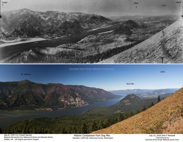 A comparison of the Columbia Gorge forests in 1933 and 2015, as seen from Dog Mountain. USFS/JOHN MARSHALL