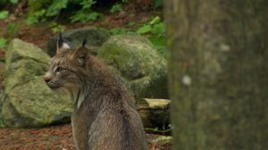 A Canada Lynx at Northwest Trek Wildlife Park. In the wild, these predators prey on snowshoe hares, which, in turn, depend on younger forests that thrive after a wildfire. CREDIT: NICK FISHER