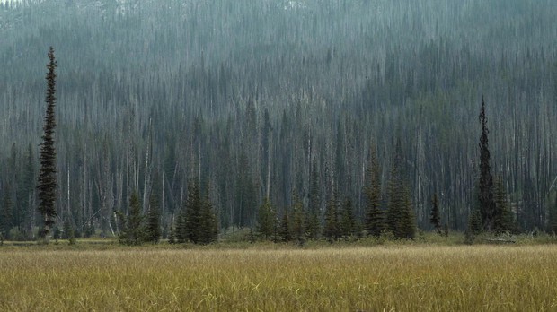 As trees encroach on wetland meadows, they act like giant wooden straws, drying up the meadow as they suck up water. Fire helps keep meadows wet. CREDIT: KEVIN FREENY