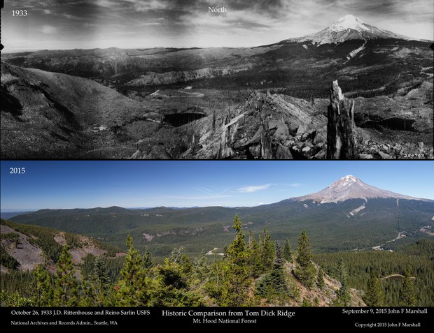 A comparison of the forest density on Mount Hood in 1933 and 2015. CREDIT: USFS/JOHN MARSHALL