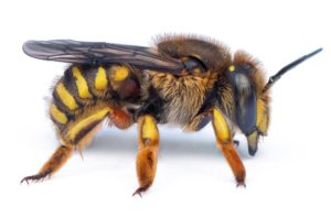 Anthidium wool carder bee CREDIT: OREGON DEPARTMENT OF AGRICULTURE