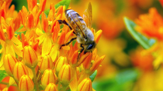 After learning about the incredible diversity of native bee species, the European honey bee just doesn’t seem as special anymore, don’t you think? Photo: TODD SONFLIETH/OPB