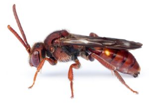 The cleptoparasitic nomada “cuckoo bee”. CREDIT: OREGON DEPARTMENT OF AGRICULTURE