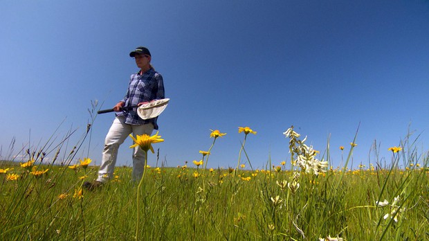 Oregon State University invertebrate ecologist Sandy Debano collects bees for the Oregon Bee Atlas on the Zumwalt Prairie in northeastern Oregon. CREDIT: NICK FISHER