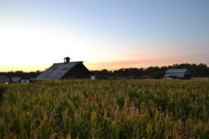 Seen from inside the Walla Walla Corn Maze, the barn at the maze’s entrance appears closer than it is. CREDIT: T.J. Tranchell/NWPB