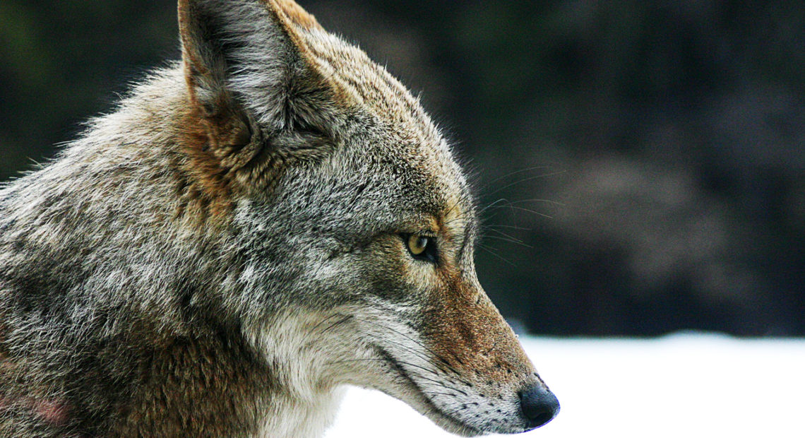 Coyote portrait