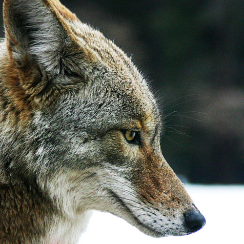 Coyote portrait