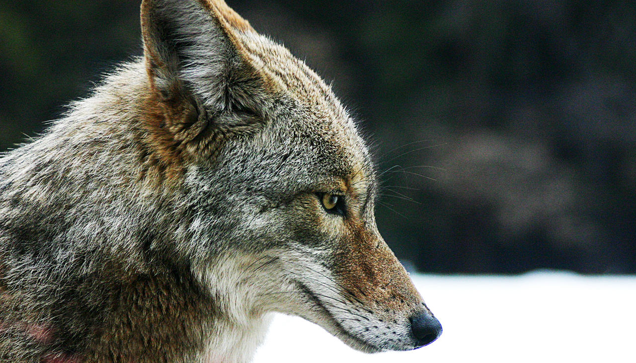 Coyote portrait