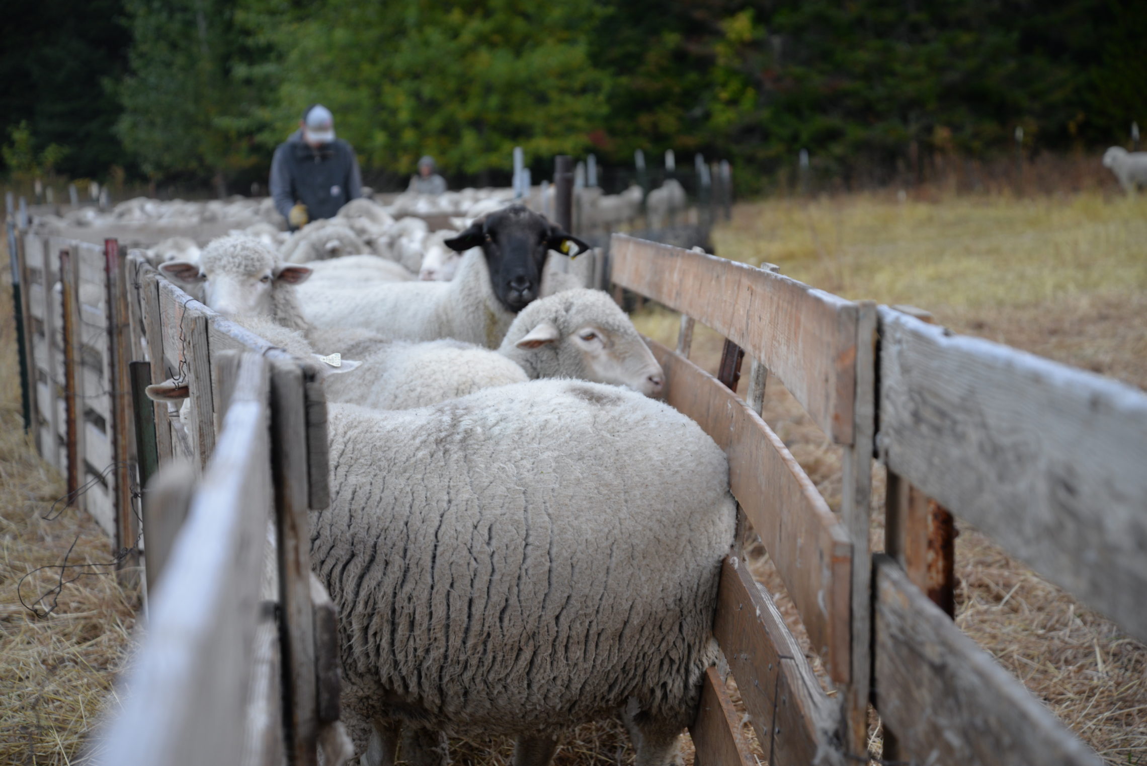 Sheep wait in single file line to board a trailer. They’ll travel over 150 miles in one day to graze on the green, irrigated pastures of Central Washington. CREDIT: ESMY JIMENEZ