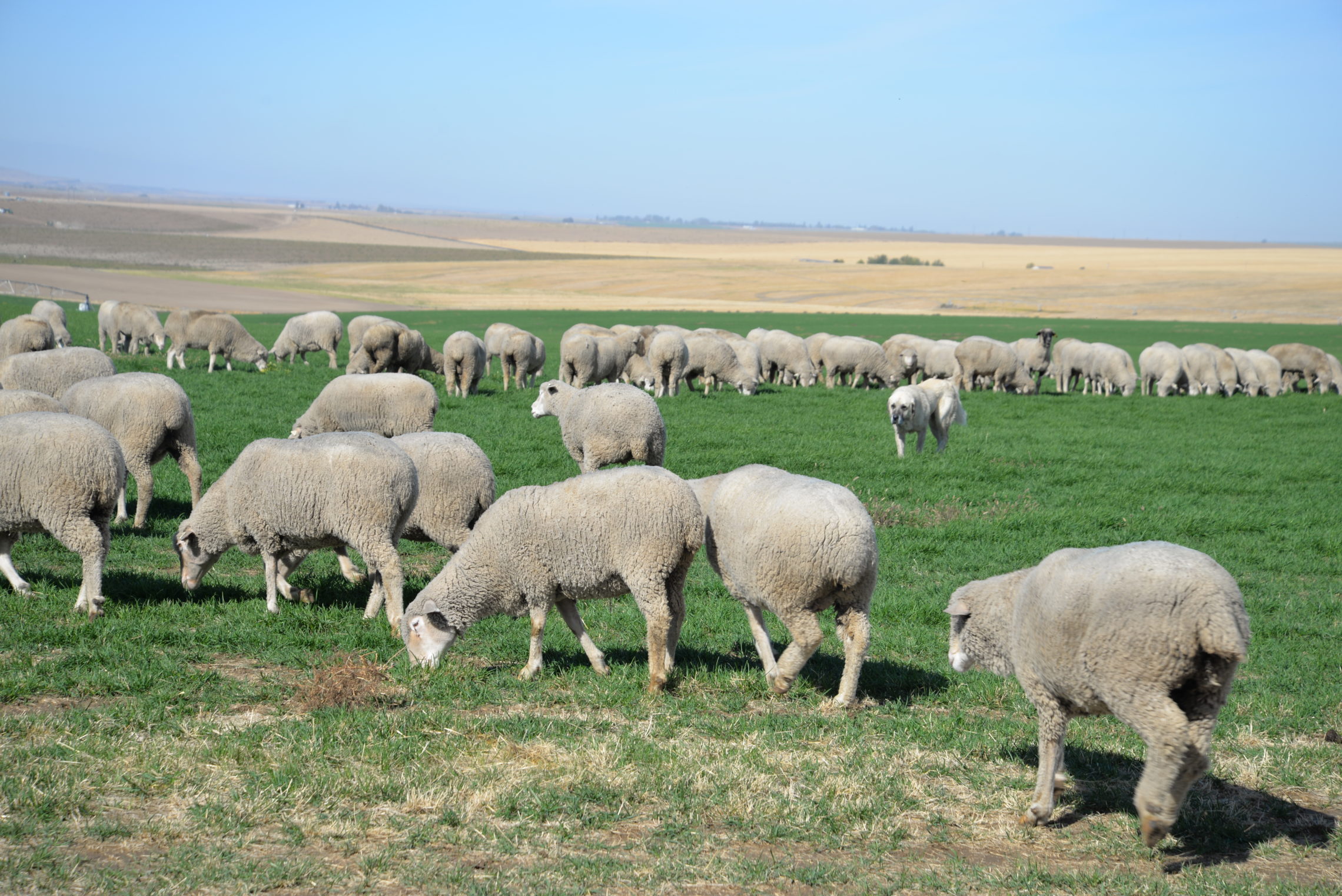 A white sheep dog aptly named Pastor, blends into the flock. Herders usually have five or six dogs with them to help move the sheep. The dogs are also good company during the long, lonely days and help deter predators like wolves or cougars. CREDIT: ESMY JIMENEZ