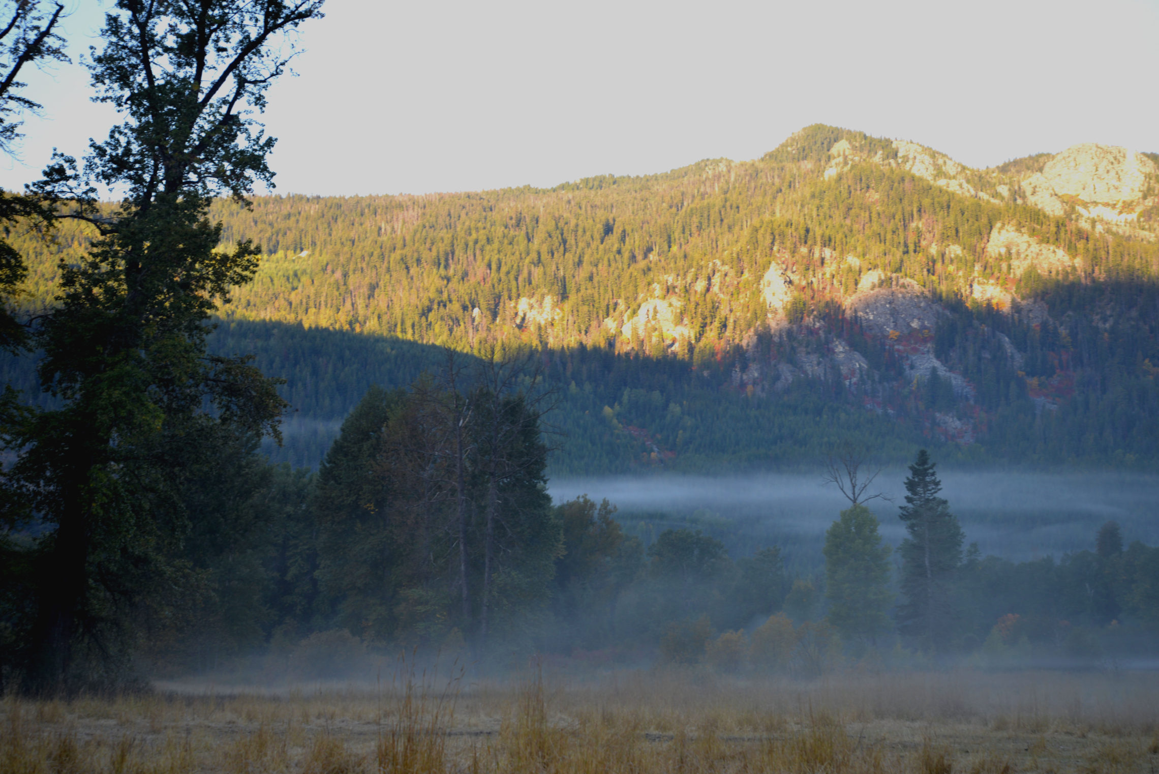 Mist hangs low, silhouetting the trees of the Okanogan-Wenatchee National Forest. But as the sun rises, it dissipates and melts the frost on the grass. Sheepherders are used to all weather conditions: rain, snow, or sun, their operation carries on. CREDIT: ESMY JIMENEZ