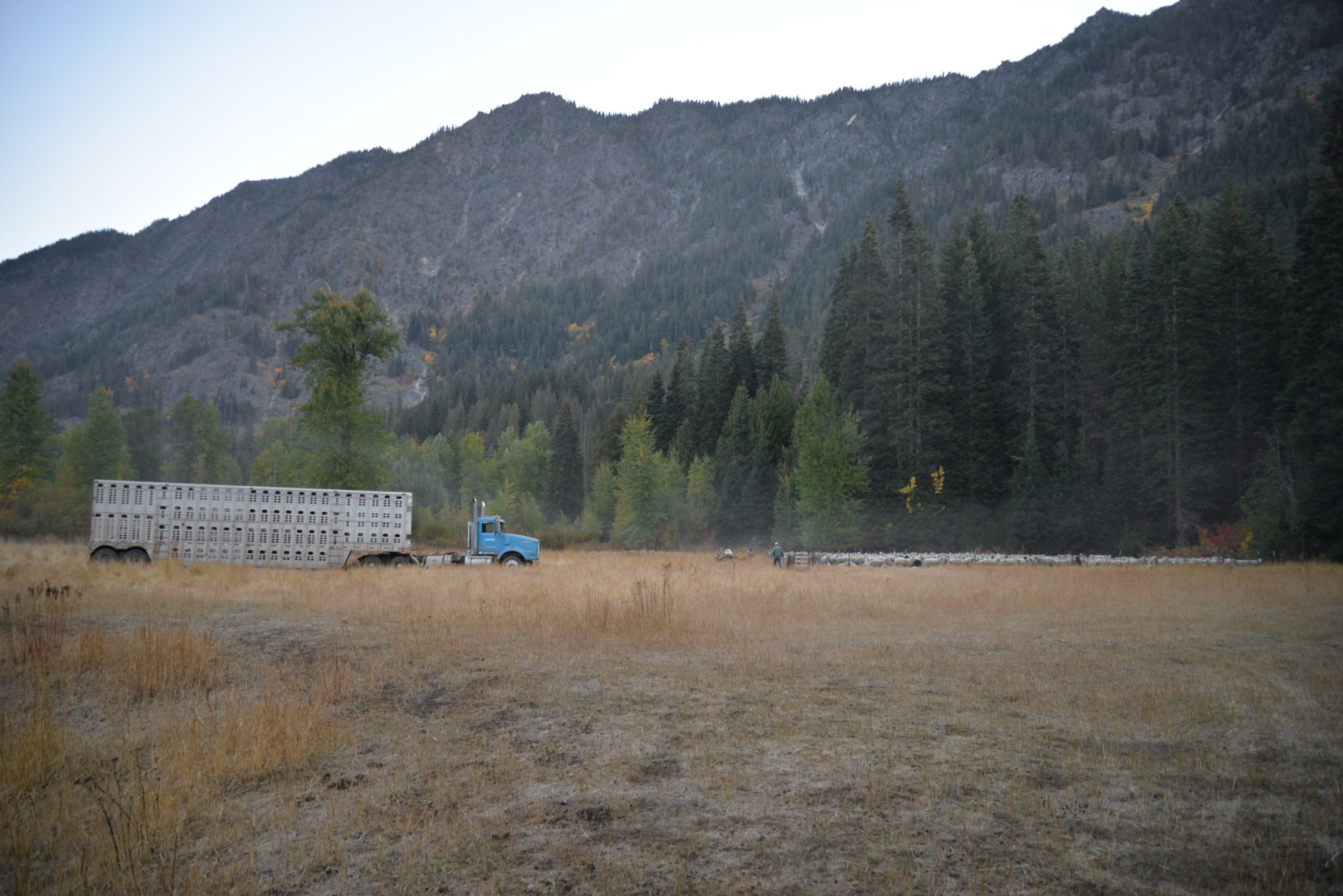 The S. Martinez Livestock operation is three generations in the making. Mark and Nick Martinez are brothers and sheep ranchers. This fall morning, their blue tractor-trailer will transport around 800 sheep from high country mountainous terrain to the green pastures of Connell. CREDIT: ESMY JIMENEZ