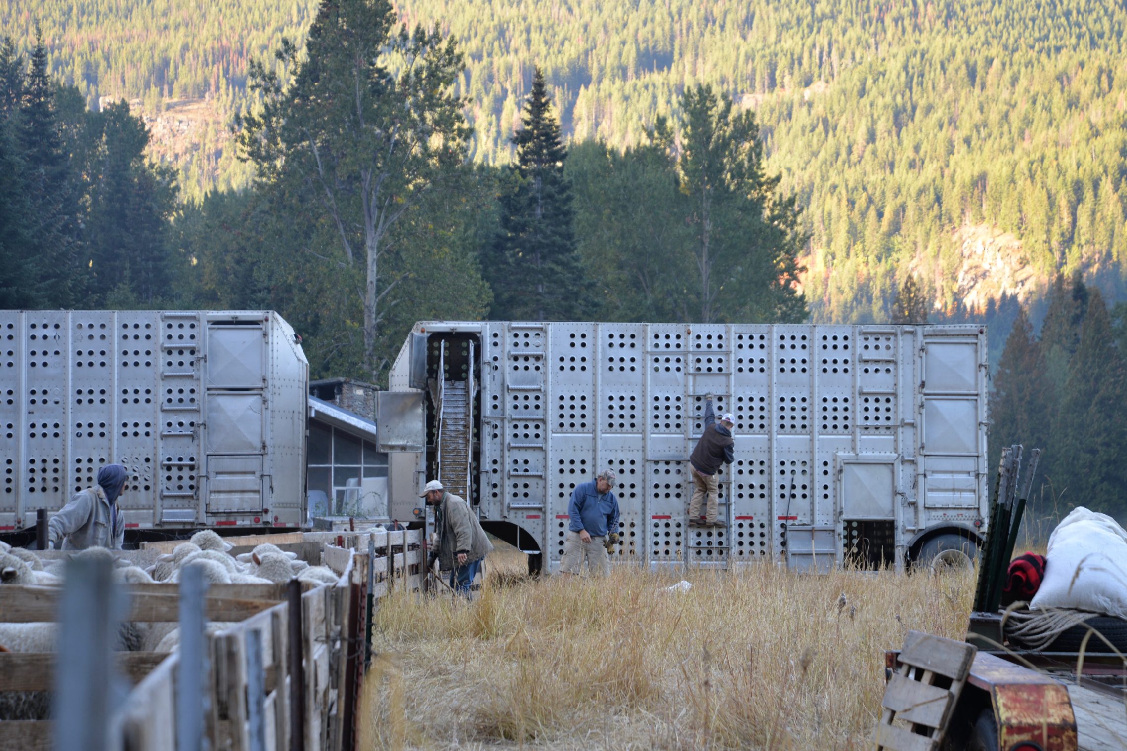 Sheepherding is labor intensive. The Martinez Brothers hired eight H-2A temporary workers this year. Most are from Peru and have been working with the Martinez family for decades. The herders stay for almost a year at a time and then return home for a couple months. CREDIT: ESMY JIMENEZ