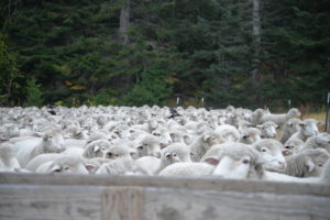 Because there’s so many sheep to move, herders have a few tricks to keep count. One method is to count the number of black sheep. Because there aren’t as many black sheep, herders know they might be missing part of their flock if there are fewer black sheep when they do their counts at the end of the day. Another method is to put bells on a few sheep or even mark their wool by painting numbers on them. CREDIT: ESMY JIMENEZ